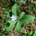 Lysimachia europaea Õis
