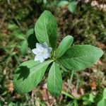 Lysimachia europaea Blomst