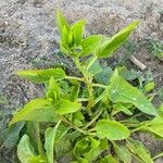 Patellifolia procumbens Blad