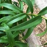 Lilium henryi Leaf