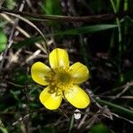 Ranunculus bullatus ফুল