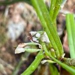 Scaphyglottis crurigera Flower