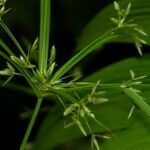 Cyperus laxus Anders