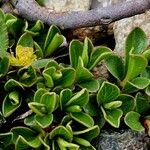 Salix serpillifolia Blad