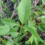 Zanthoxylum chalybeum पत्ता