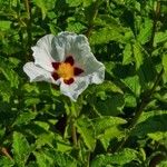 Cistus populifolius Blodyn