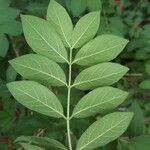 Lonicera morrowii Лист