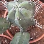 Myrtillocactus geometrizans Blatt