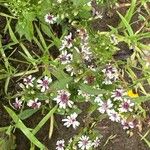 Symphyotrichum lateriflorum 花