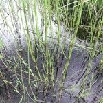 Equisetum fluviatile Hoja