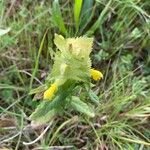 Rhinanthus alectorolophusFeuille