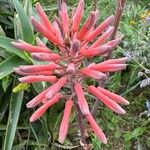 Aloe maculata Žiedas