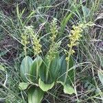 Neottia ovata Habit