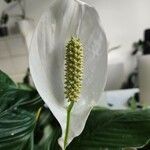 Spathiphyllum blandum Flor