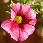 Calibrachoa parviflora Floro