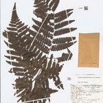 Cyathea cyatheoides Folla