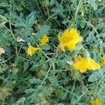 Solanum rostratumFlower