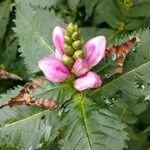 Chelone lyonii 花