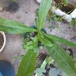 Eryngium agavifolium Φύλλο