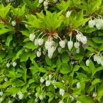 Enkianthus perulatus Flower