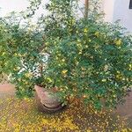 Jasminum odoratissimum Habit