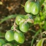 Albuca abyssinica Fruit