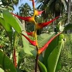 Heliconia latispatha Λουλούδι