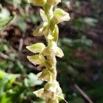 Goodyera oblongifolia Flower