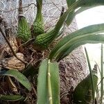 Encyclia cordigera Blatt