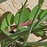 Petrorhagia saxifraga 葉