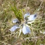 Nigella arvensis Blomst