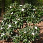 Rhododendron uvariifolium Hábito