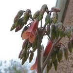 Kalanchoe daigremontianaFlors