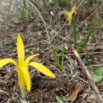 Sternbergia colchiciflora Blodyn