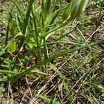 Ornithogalum divergens Blatt