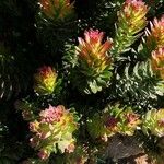 Leucadendron argenteum Leaf