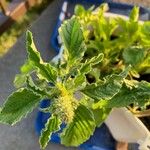 Amaranthus retroflexus Blad