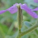 Matthiola tricuspidata 花