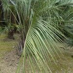 Butia capitata Habit