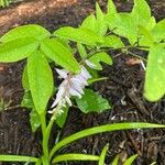 Indigofera decora Blüte