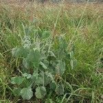 Abutilon pannosum Foglia