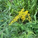 Solidago odora Λουλούδι