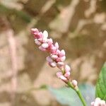 Persicaria lapathifolia फूल