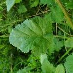 Erodium malacoides Feuille