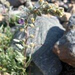 Artemisia genipi ফুল