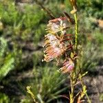 Oenothera suffrutescens Flor