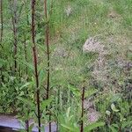 Scrophularia auriculata Flower