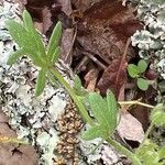 Phacelia hirsuta Leaf