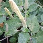 Datura innoxia Flower