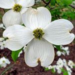 Cornus florida 花